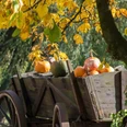 kuerbis-karren-herbst-duempten-muelheim.jpg