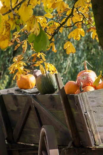 kuerbis-karren-herbst-duempten-muelheim.jpg