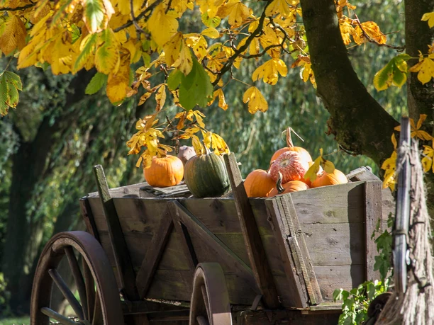 kuerbis-karren-herbst-duempten-muelheim.jpg