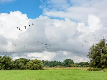 vogel-schwarm-feld-ruhrauen-menden-muelheim.jpg
