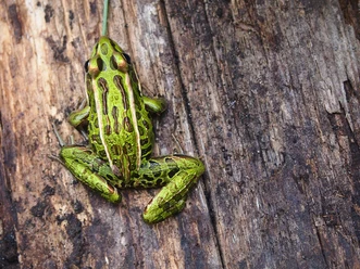 Glockenfrosch (pixabay, DansloeildeMaggi).jpg
