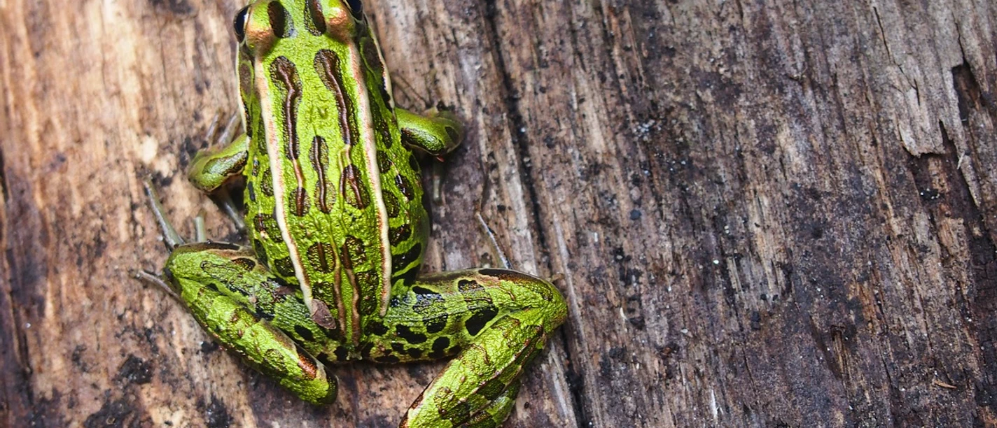 Glockenfrosch (pixabay, DansloeildeMaggi).jpg