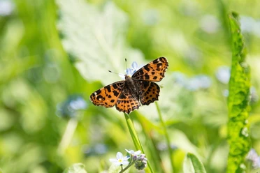 Schmetterling pixabay (Rudi Arlt).jpg