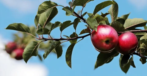 Äpfel pixabay (NoName13).jpg