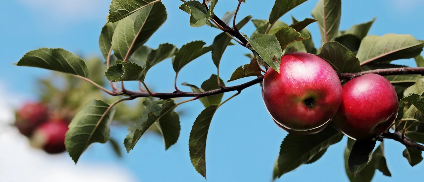 Äpfel pixabay (NoName13).jpg