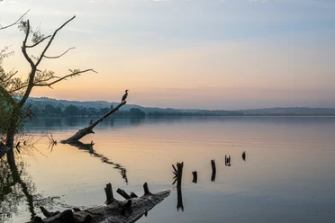Sempachersee eignet sich hervorragend zur Vogelbeobachtung