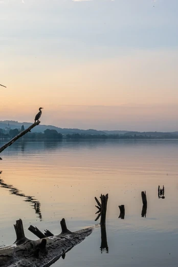 Sempachersee eignet sich hervorragend zur Vogelbeobachtung