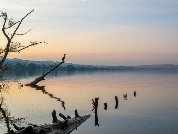 Sempachersee eignet sich hervorragend zur Vogelbeobachtung