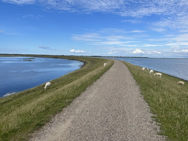 Schafe am Rantumbecken