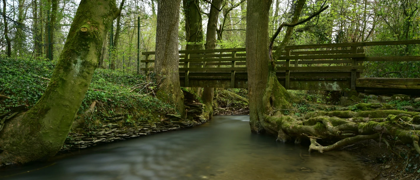 Auf den Spuren des Kalkabbaus durch idyllische Natur Holzbrücke über einen bewaldeten Bach, umgeben von Bäumen mit moosbewachsenen Wurzeln.