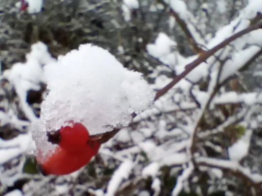 Naturspaziergang Gudrun.jpg
