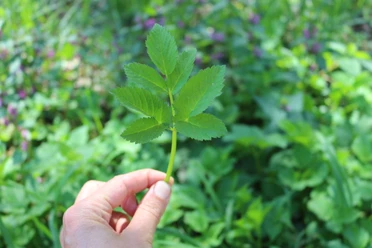 Wildkräutertour Eine Hand hält ein frischgrünes Blatt einer Wildpflanze. Der Hintergrund ist natürliches Grün.