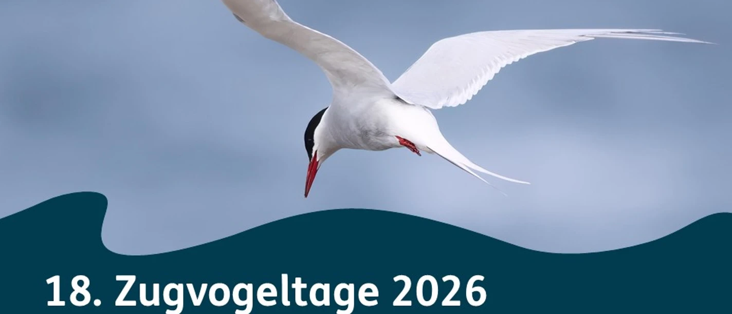 ZVT Küstenseeschwalbe 2.0.jpg