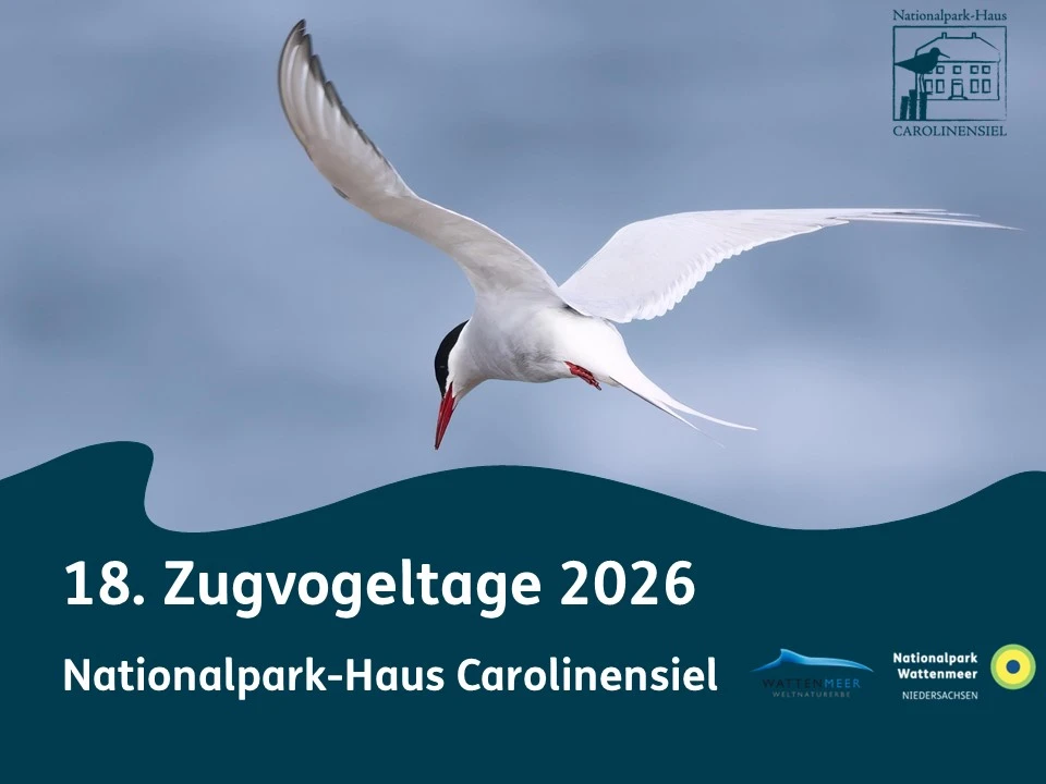 ZVT Küstenseeschwalbe 2.0.jpg