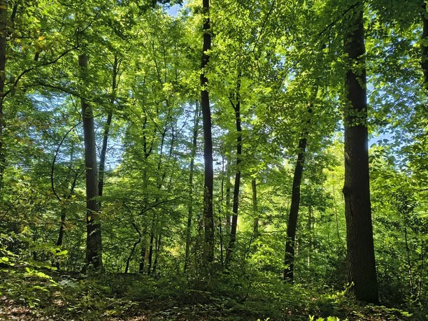 Morning Soul Walk Ein dichter Wald mit grünen Blättern und Sonnenlicht, das durch die Baumkronen fällt.