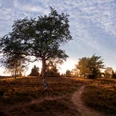 Landschaftstherapieweg auf der Niedersfelder Hochheide