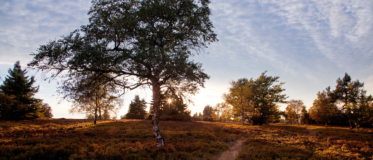 Landschaftstherapieweg auf der Niedersfelder Hochheide