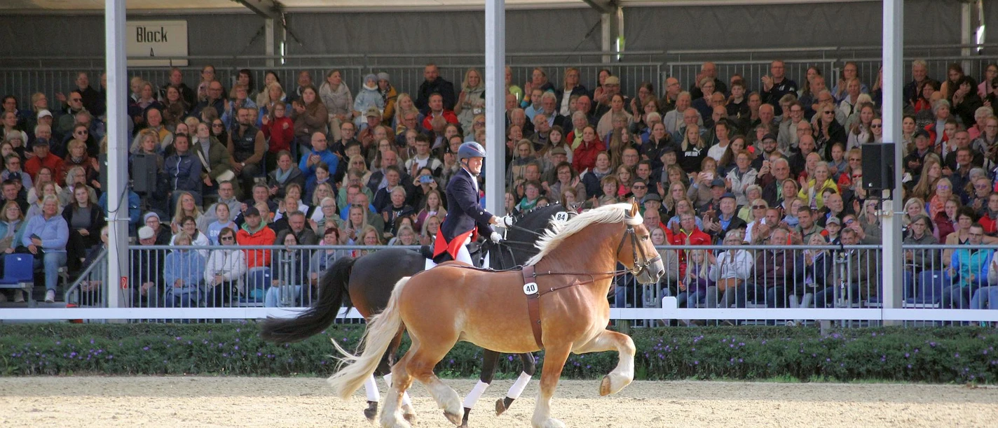 Warendorfer Hengstparade