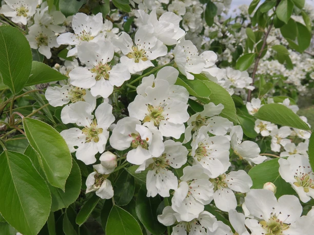Frühlingsspaziergang Gudrun (002).JPG