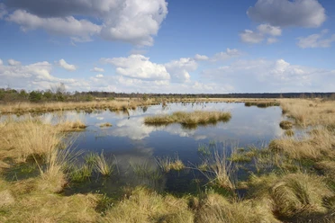 MoorlandschaftNaturparkMoorINP_ErhardNerger_Moorlandschaft_EN141126.JPG
