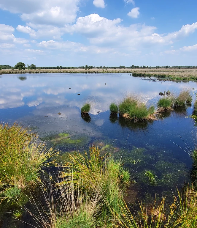 Moorlandschaft am Schaapskooi, Bargerveen ©Naturpark Moor-Veenland (2).jpg