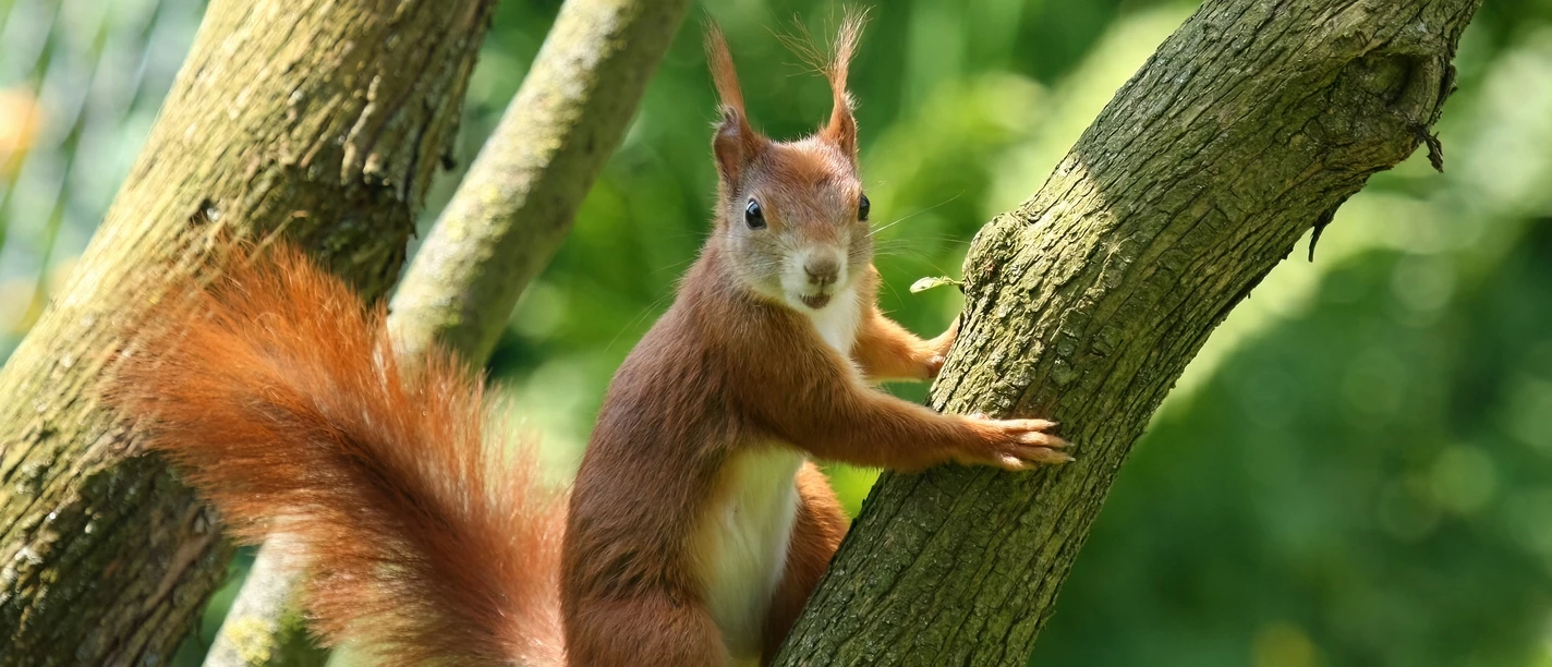 Eichhörnchen