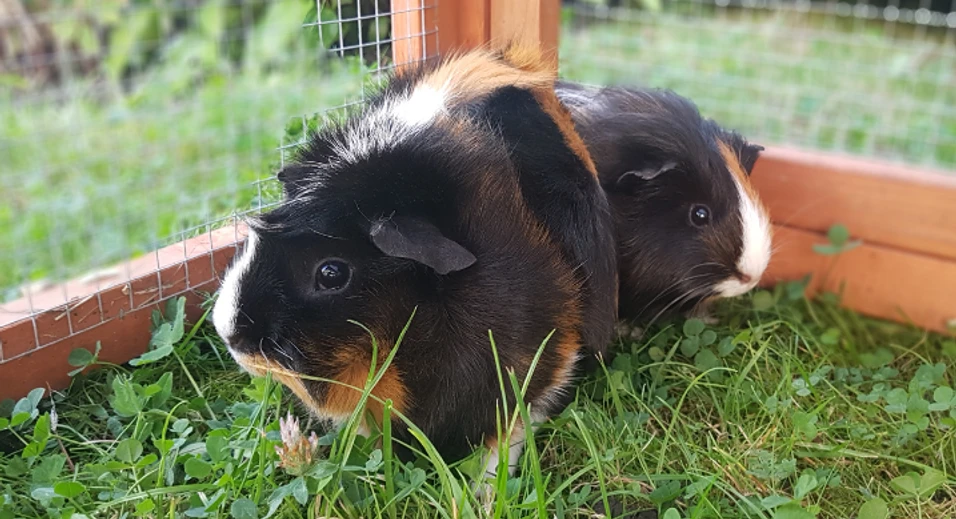 Bibolinchen Thema Haustiere