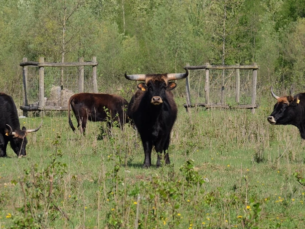 Wanderung durch Täler, Höhen und dem Eignerbach-Rundweg Rinder weiden auf einer sonnigen Wiese. Im Hintergrund sind Wald und Holzgatter zu erkennen.