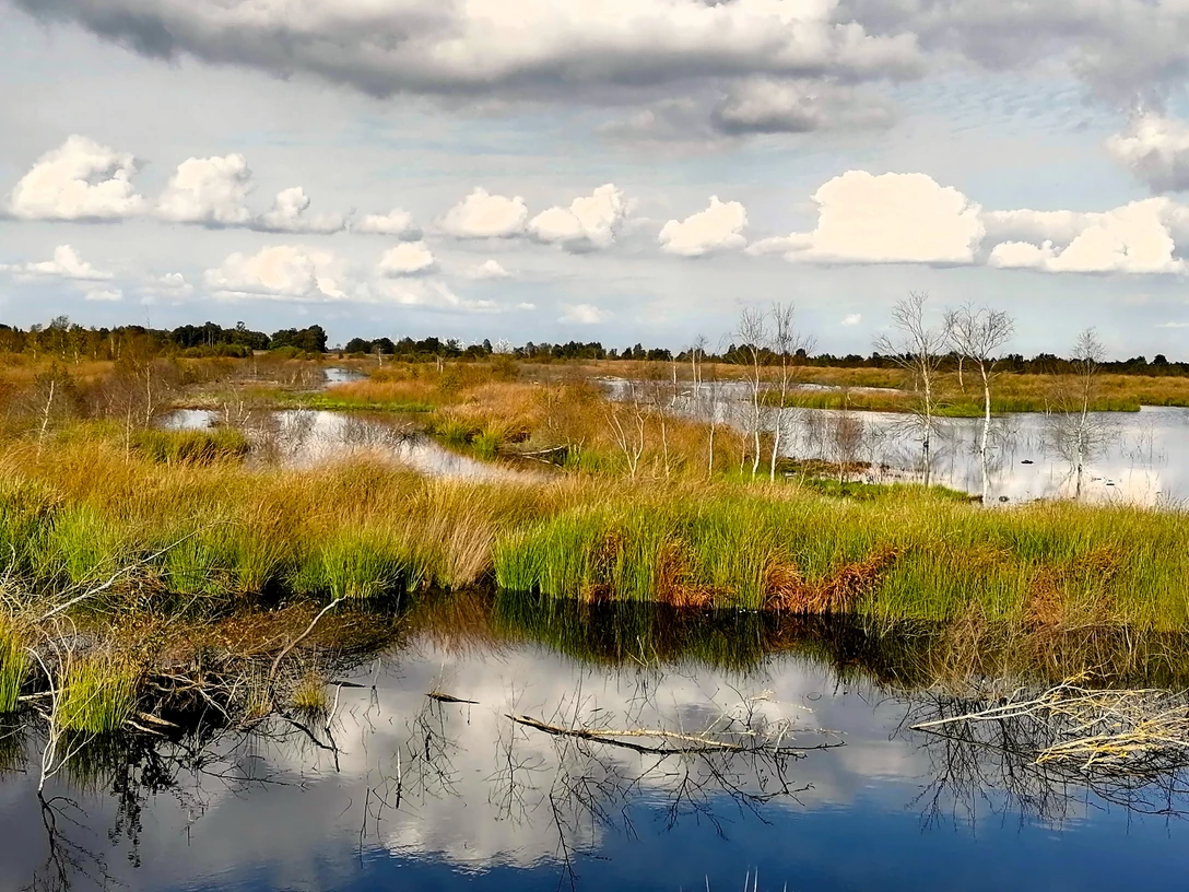 04 Geschütztes Hochmoor....jpg
