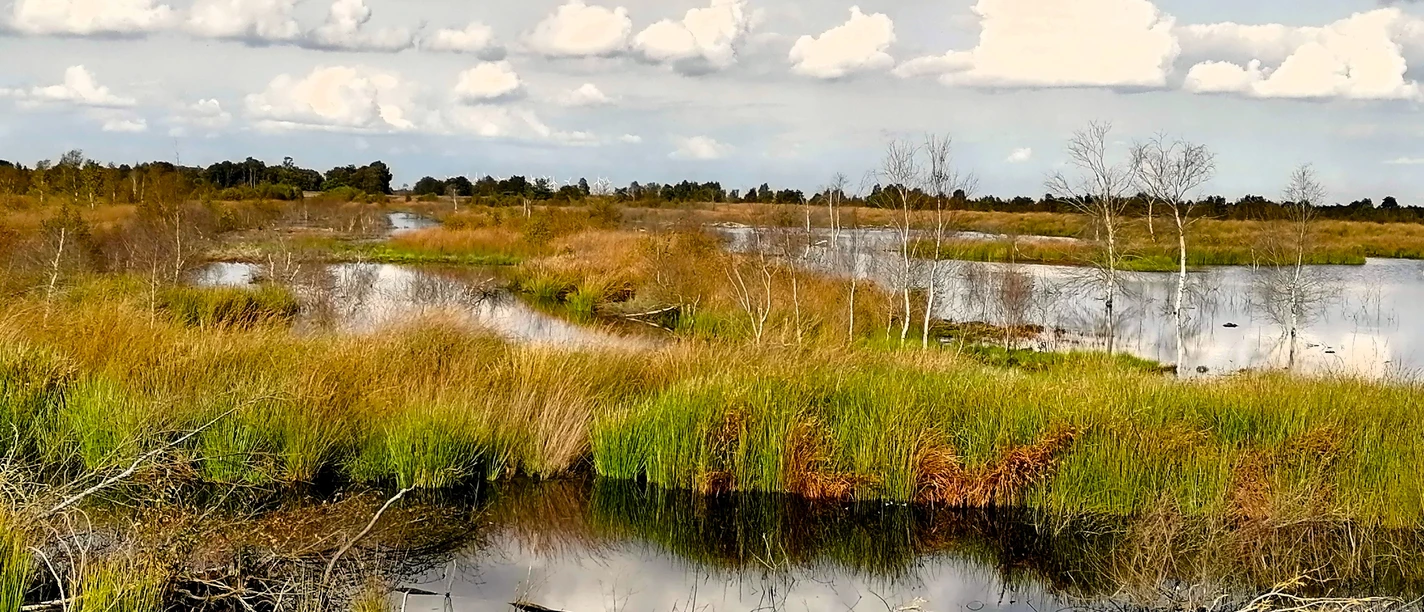 04 Geschütztes Hochmoor....jpg