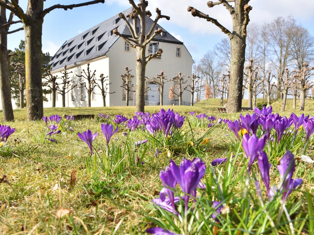 Krokusse Neues Zeughaus