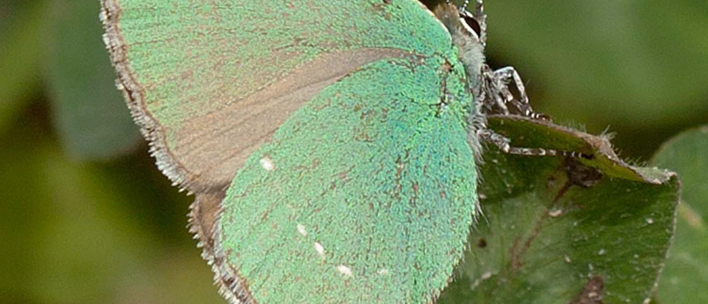 Grüner Zipfelfalter
