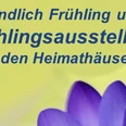 IMG_0724.jpeg Violette Krokusse vor gelbem Hintergrund mit Text zur Frühlingsausstellung in den Heimathäusern
