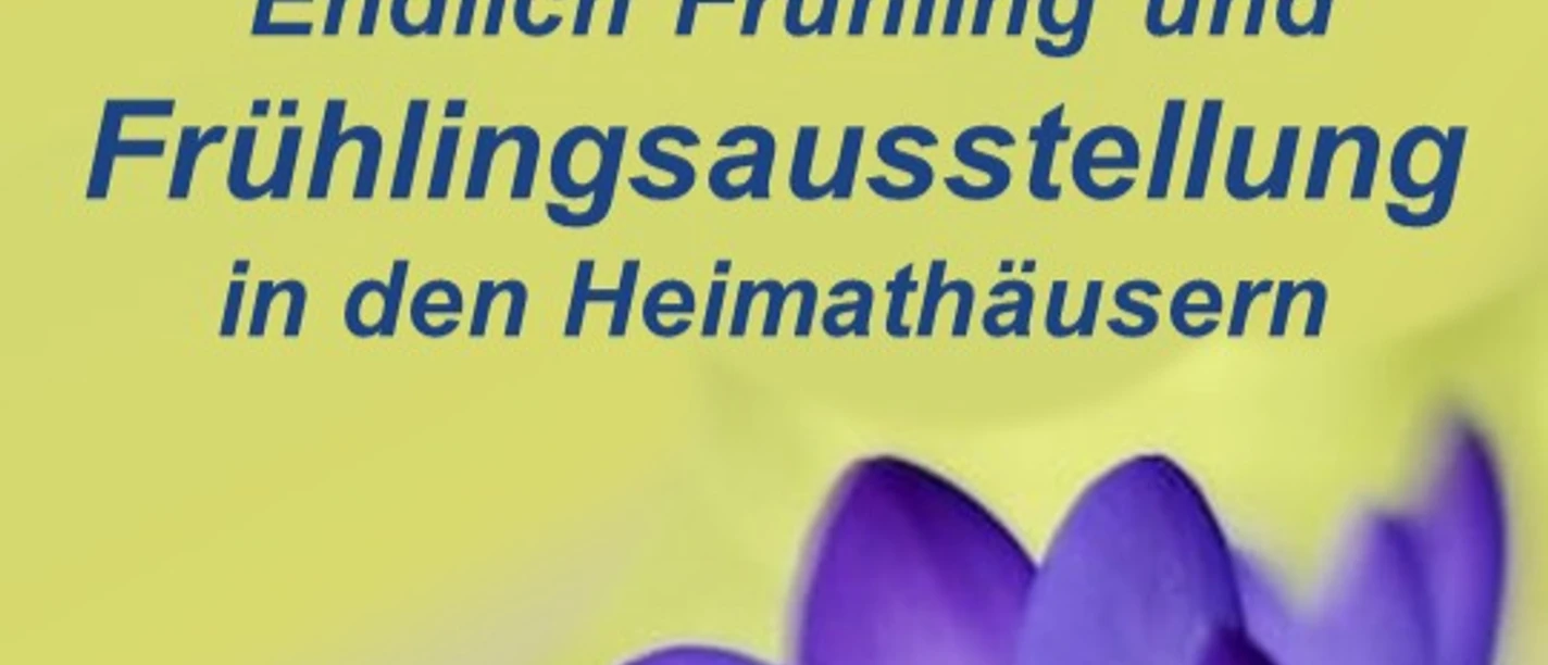 IMG_0724.jpeg Violette Krokusse vor gelbem Hintergrund mit Text zur Frühlingsausstellung in den Heimathäusern