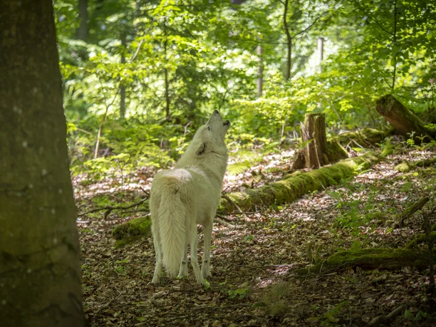Weißer Wolf im Wolfspark Werner Freund Merzig Weißer Wolf im Wolfspark Werner Freund Merzig