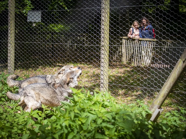 Wölfe im Wolfspark Werner Freund Wölfe im Wolfspark Werner Freund