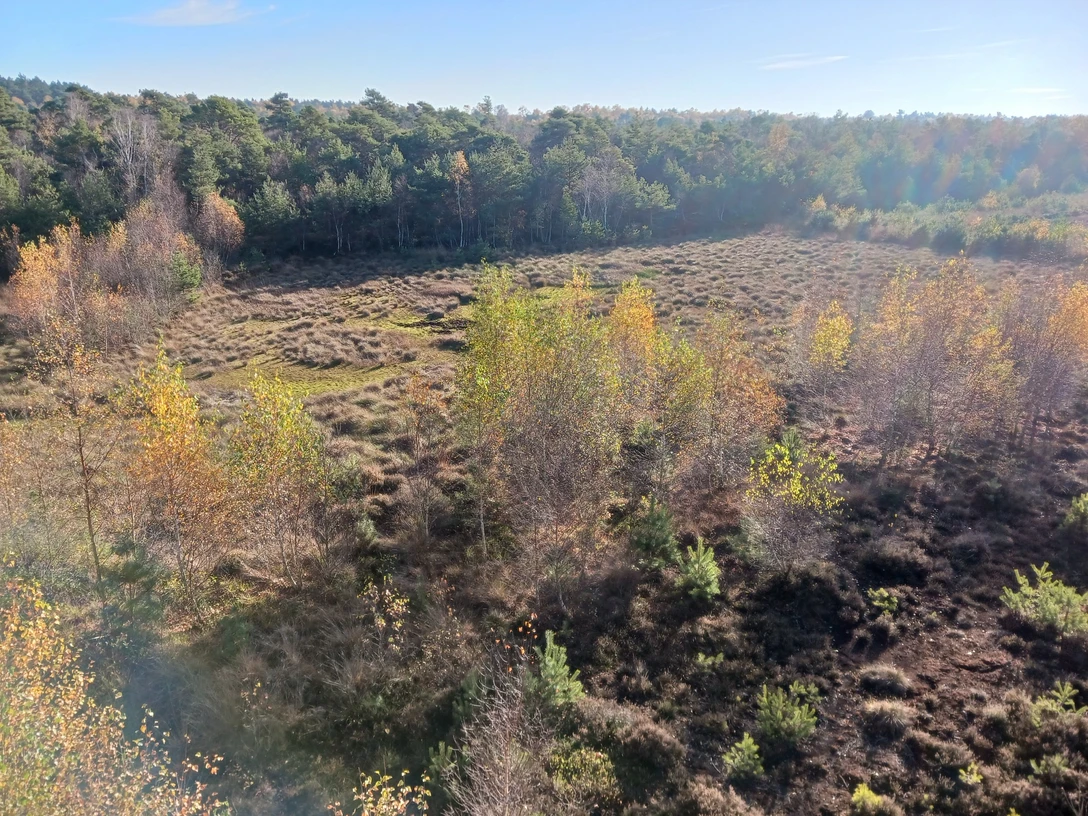 1668342760616.jpg Weite Moorfläche mit Grasbulten, Birken und Kiefern, herbstliche Farben unter klarem Himmel