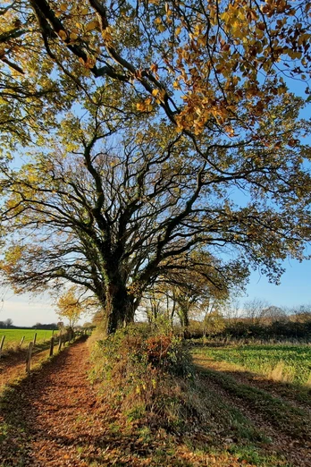 2020 Waabs Herbst (18).jpg