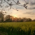 rapsfeld-hemmelmark.JPG