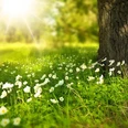 flowers-276014_640