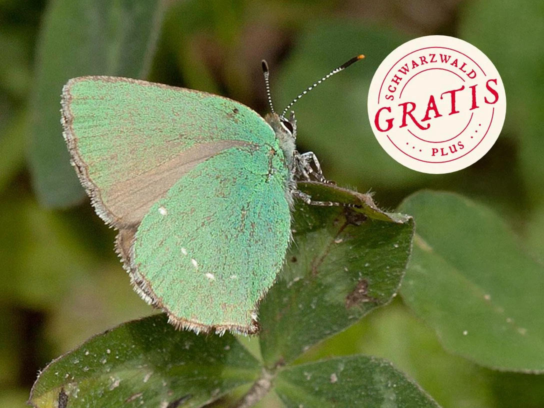 Grüner Zipfelfalter