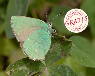 Grüner Zipfelfalter
