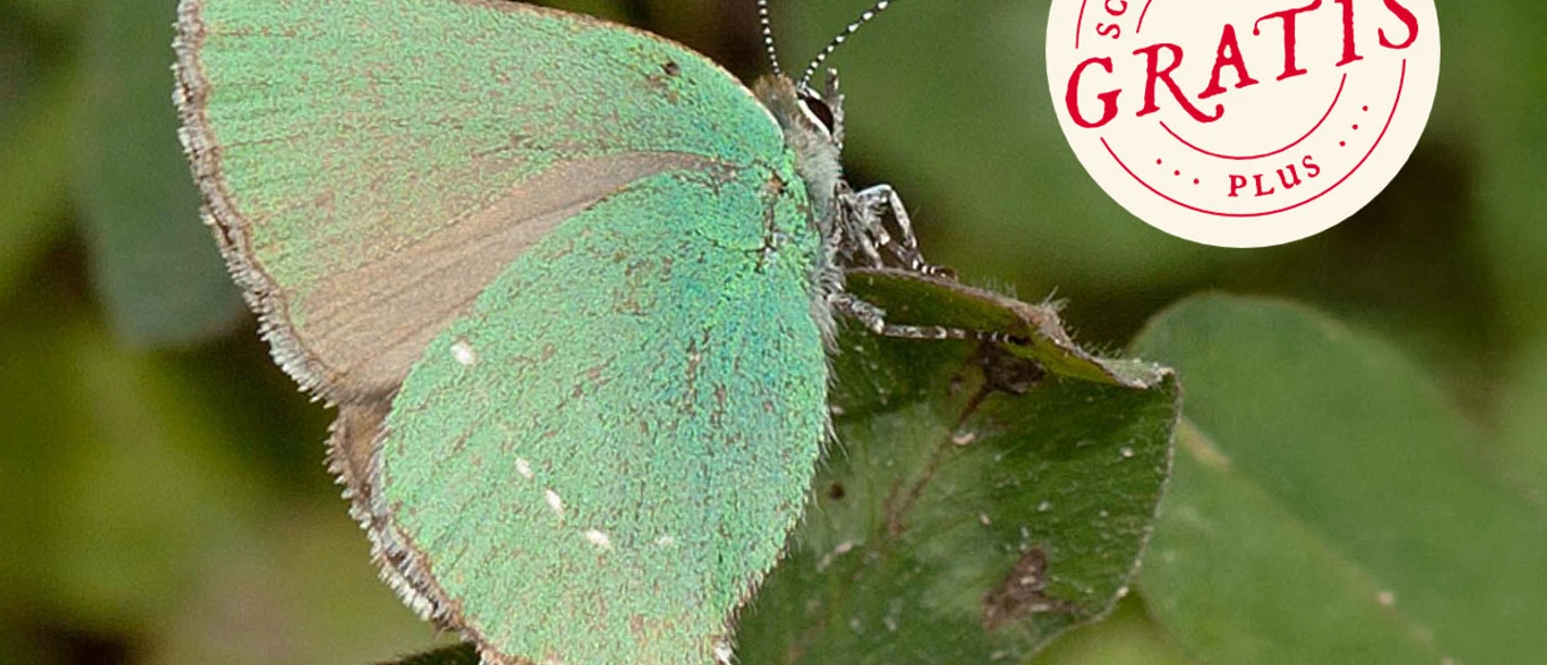 Grüner Zipfelfalter