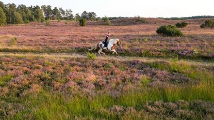 islandpferde-gestuet-norderheide.jpg Reiterin auf Islandpferd galoppiert über Heide mit blühendem Heidekraut und weitem Horizont.