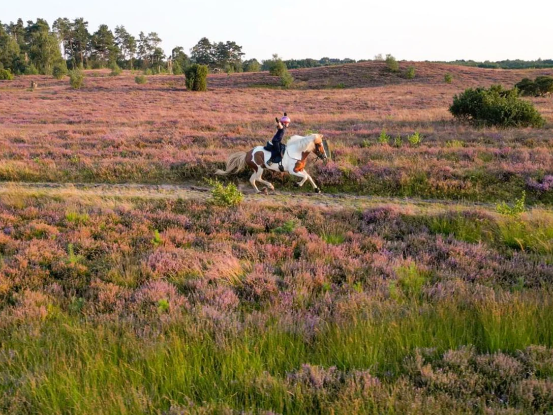 islandpferde-gestuet-norderheide.jpg Reiterin auf Islandpferd galoppiert über Heide mit blühendem Heidekraut und weitem Horizont.
