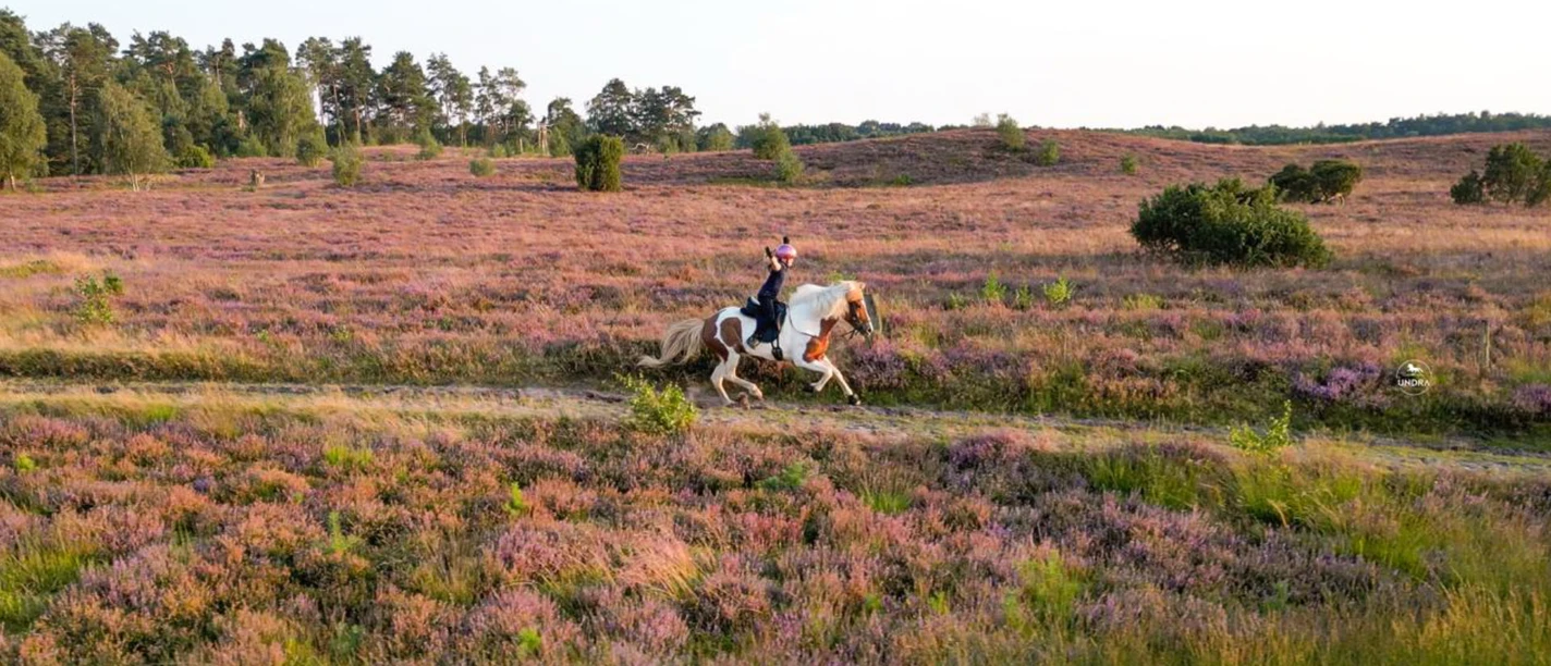islandpferde-gestuet-norderheide.jpg Reiterin auf Islandpferd galoppiert über Heide mit blühendem Heidekraut und weitem Horizont.