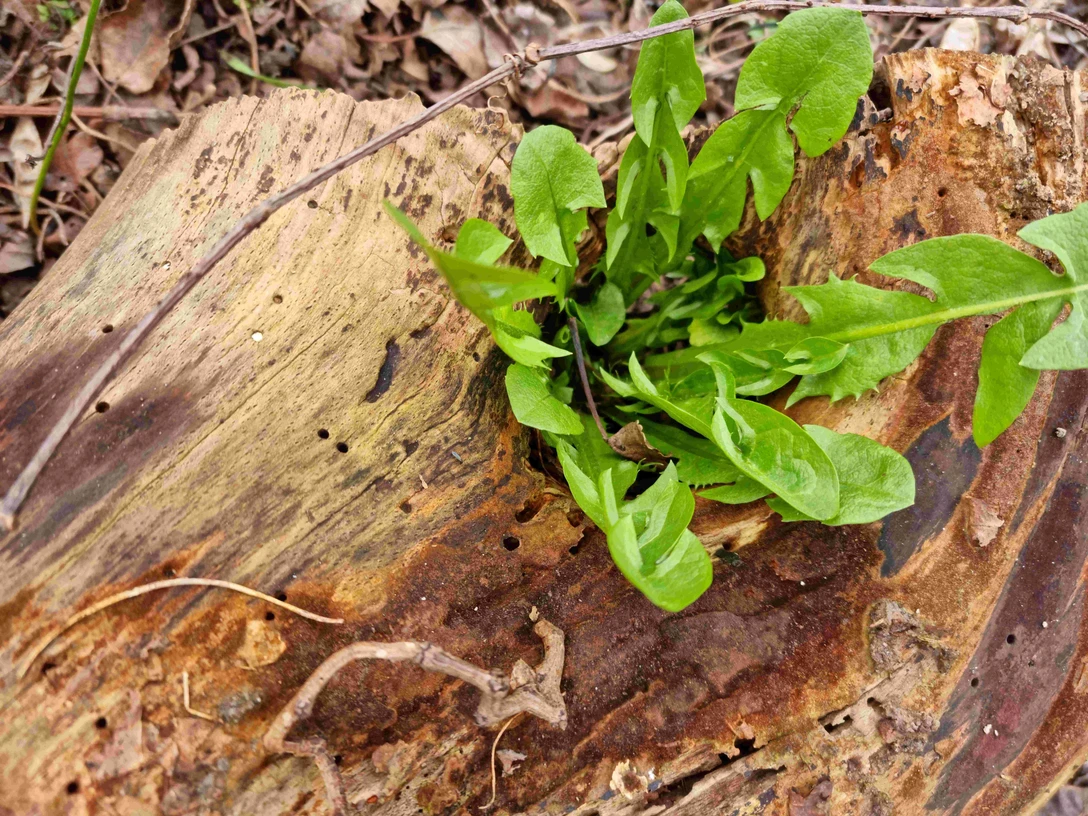 Löwenzahn im Elfenauge