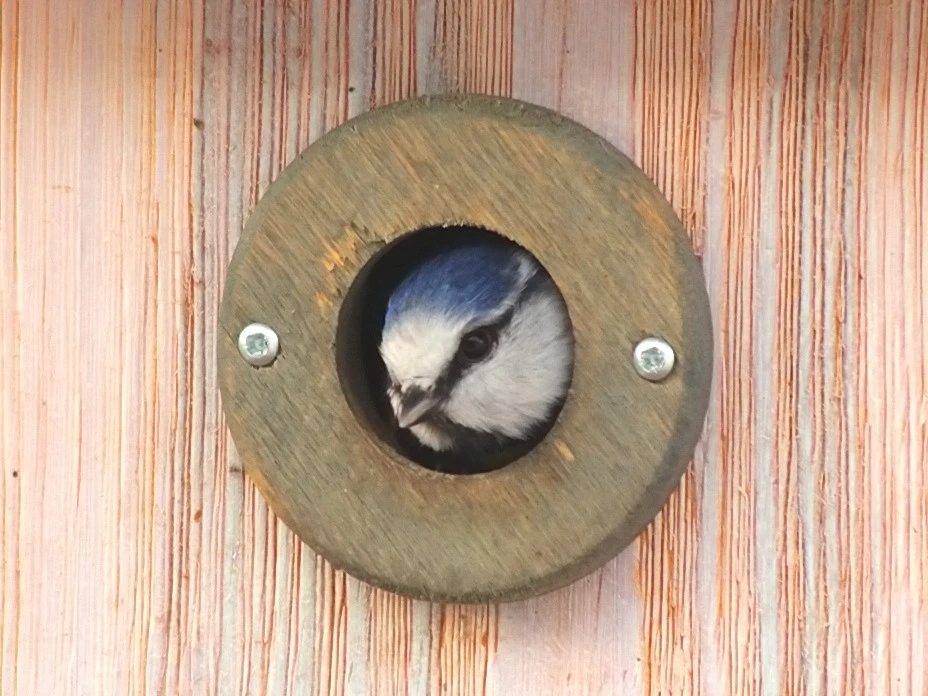 Blaumeise Ist das normal ©VDN-Fotoportal Ulrike Sobick.jpg