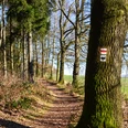 Wanderweg am Südhang des Rabensteiner Wald