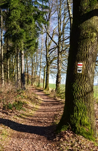 Wanderweg am Südhang des Rabensteiner Wald